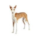 Ibizan Hound