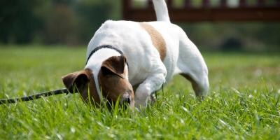 Dog digging