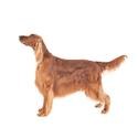 Irish Setter
