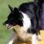 Small Dog Agility Champion