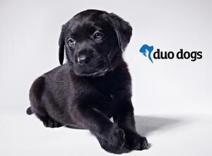 black lab puppy with duo dogs logo