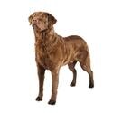 Chesapeake Bay Retriever