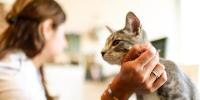 person petting cat