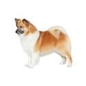 Icelandic Sheepdog