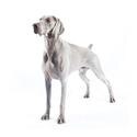Weimaraner