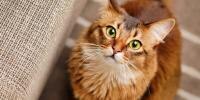 fluffy cat sitting on floor looking up into camera