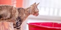 Cat stares into open litter box  