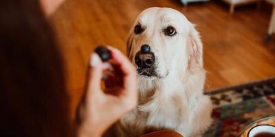 Dog with blueberries