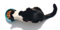 Overhead view of cat eating from dish