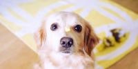 Golden dog with a piece of cheese on his nose