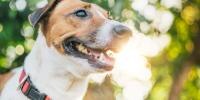 dog panting outside