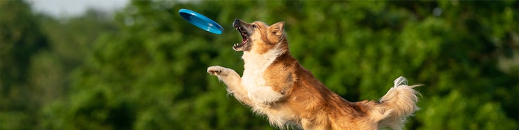 dog catching a Frisbee in mid-air
