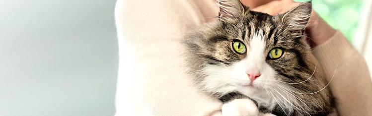 A person holding a cat 