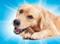 Dog chewing DentaLife Treats