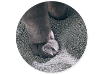 Cat paw on litter