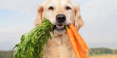 natural vs holistic dog food