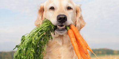 natural vs holistic dog food
