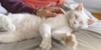 Dueño acariciándole suavemente el lomo a su gato mientras este descansa a gusto