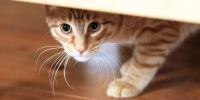 scared cat hiding under bed