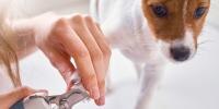 Una foto en primer plano de un pequeño perro al que le están cortando las uñas