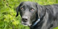 ¿Cuándo se considera a un perro sénior?