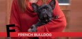 F is for French Bulldog