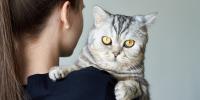 owner holding grey cat with yellow eyes