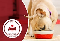 puppy eating out of food bowl