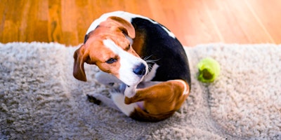 beagle dog sitting on carpet scratching