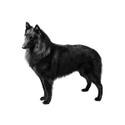 Belgian Sheepdog
