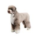 Portuguese Water Dog