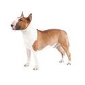<i>Bull</i> terrier