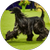 Louis , an Afghan Hound