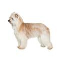 Pyrenean Shepherd