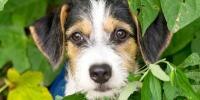 Dog surrounded by green leaves