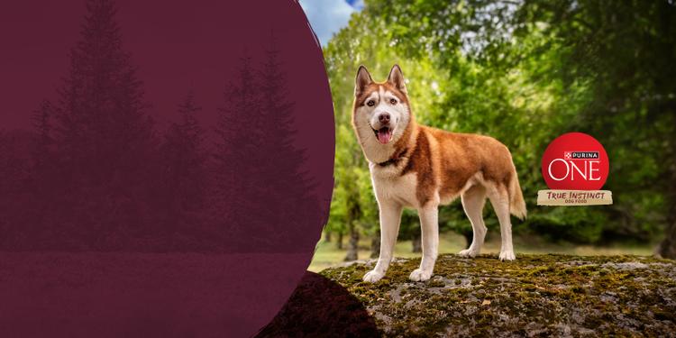 Purina One