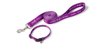 purple leash and collar