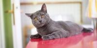 Gato gris tumbado en una encimera
