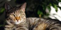 Cat Constipation