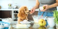 owner feeding piece of pear to a blonde poodle in kitchen