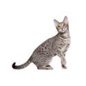 Ocigato