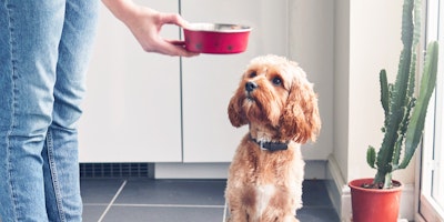 person in kitchen holding a dog food bowl out to a doodle dog