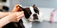person cleaning a dog's ear
