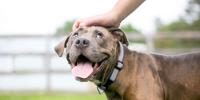 why do dogs eat poop