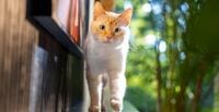 A cat walking on a mantel