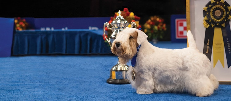 Congratulations to Stache on Winning Best In Show at the 2023 National Dog Show!