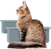 cat with two litter boxes
