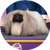 Runnie, a Pekinese, Toy Group Winner and Reserve Best in Show