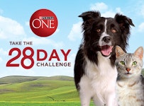Take The 28 Day Challenge Banner
