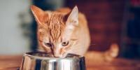 Un gato comiendo